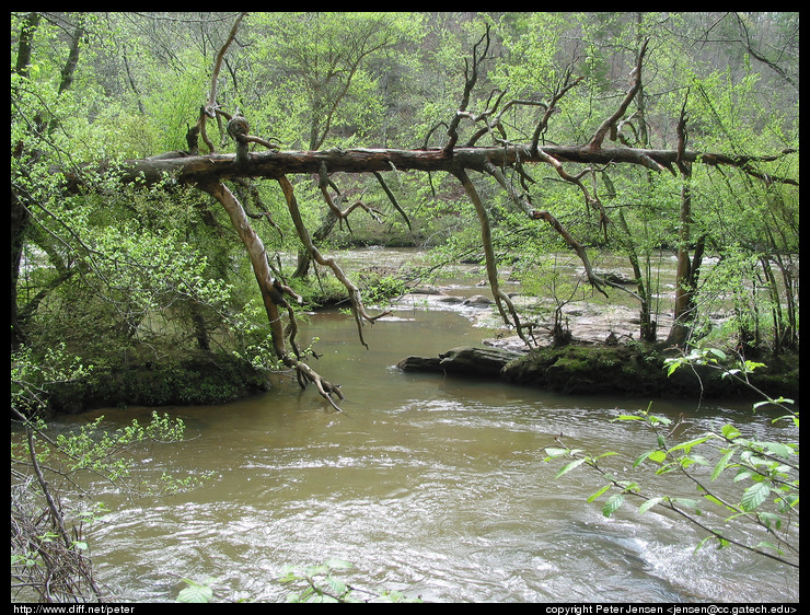 neat fallen tree