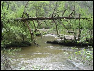 neat fallen tree