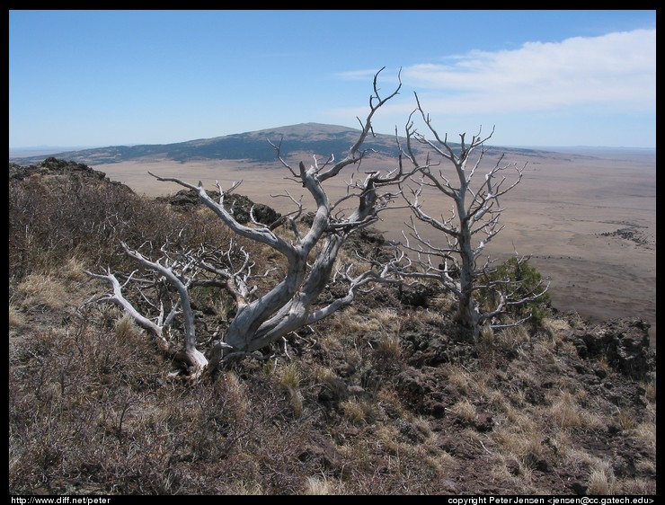 neat dead tree