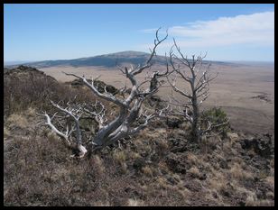 neat dead tree