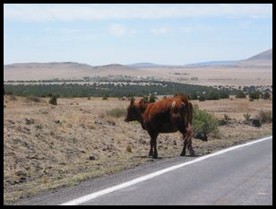 bovine roadway obstruction