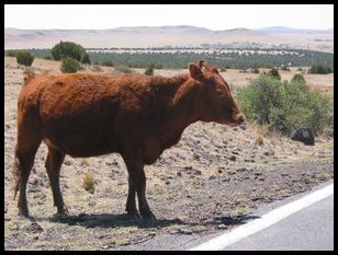 bovine roadway obstruction