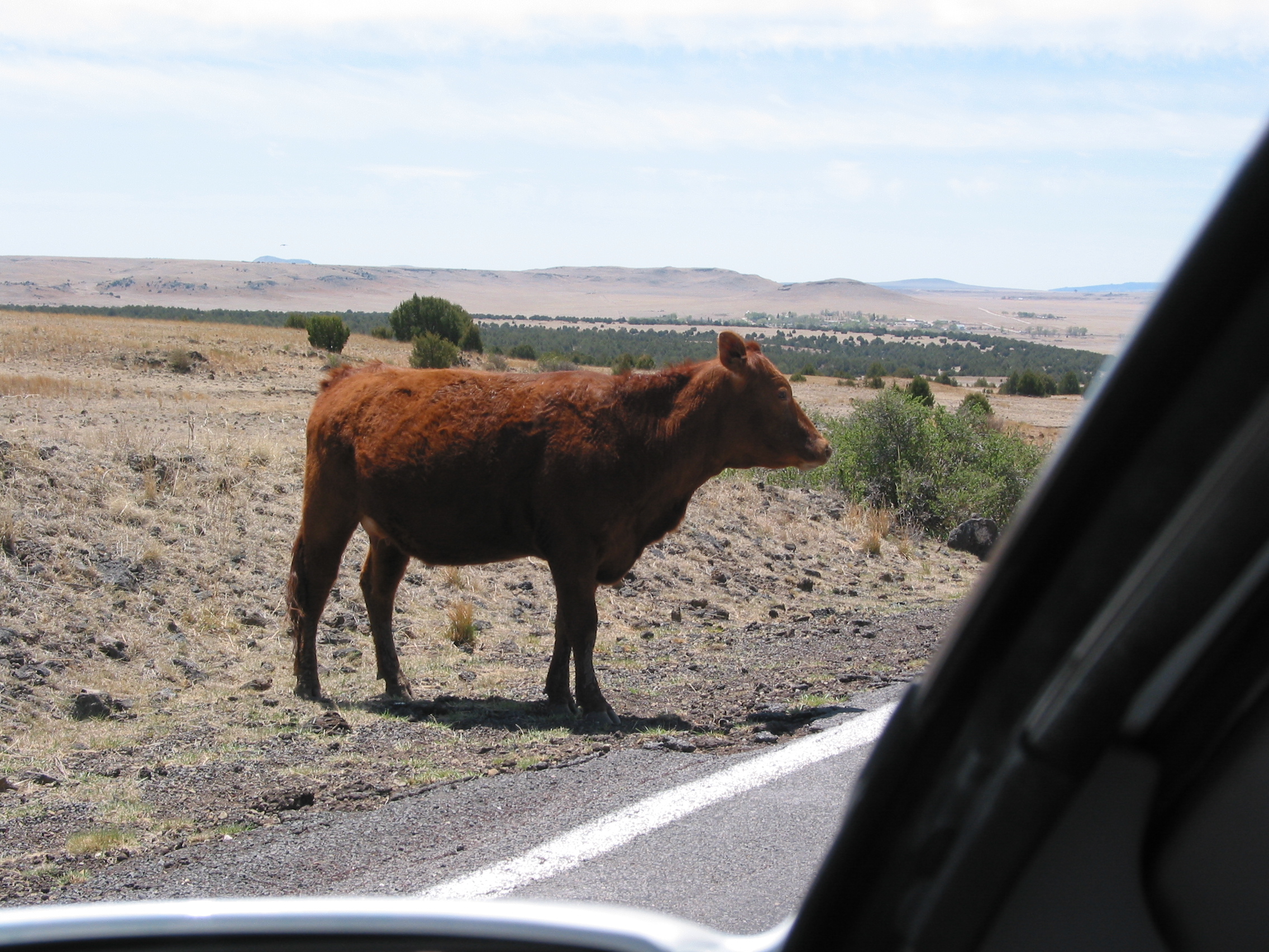 bovine roadway obstruction