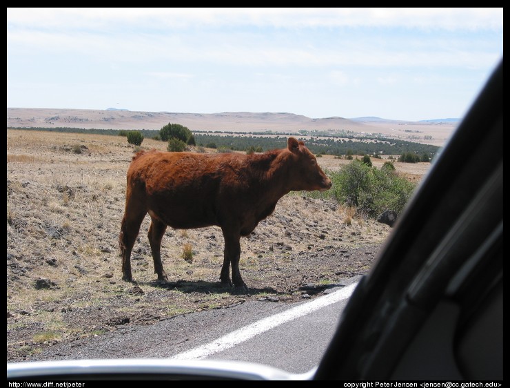 bovine roadway obstruction