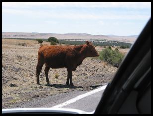 bovine roadway obstruction