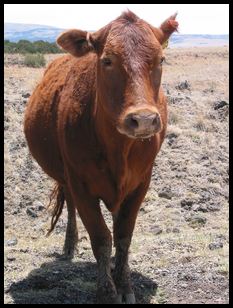 bovine roadway obstruction (yumm! drool!)