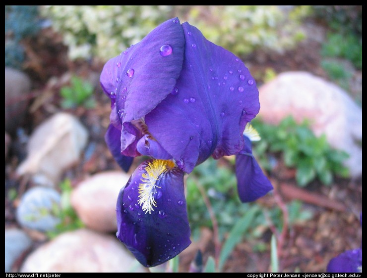 pretty flowers