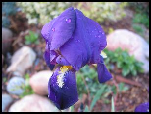 pretty flowers