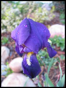 pretty flowers