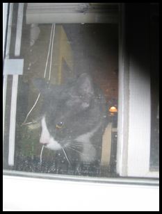 cat through screen