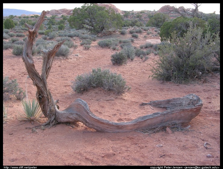 neat dead wood