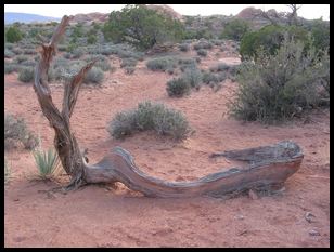 neat dead wood