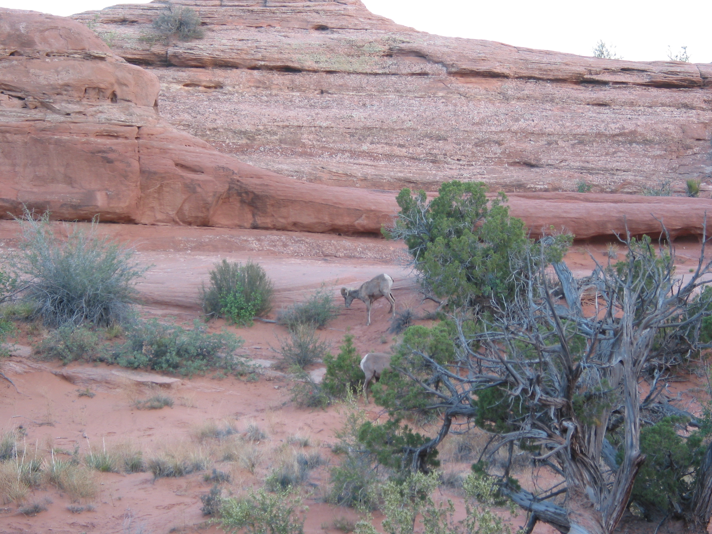 Rocky Mountain goat-like things grazing