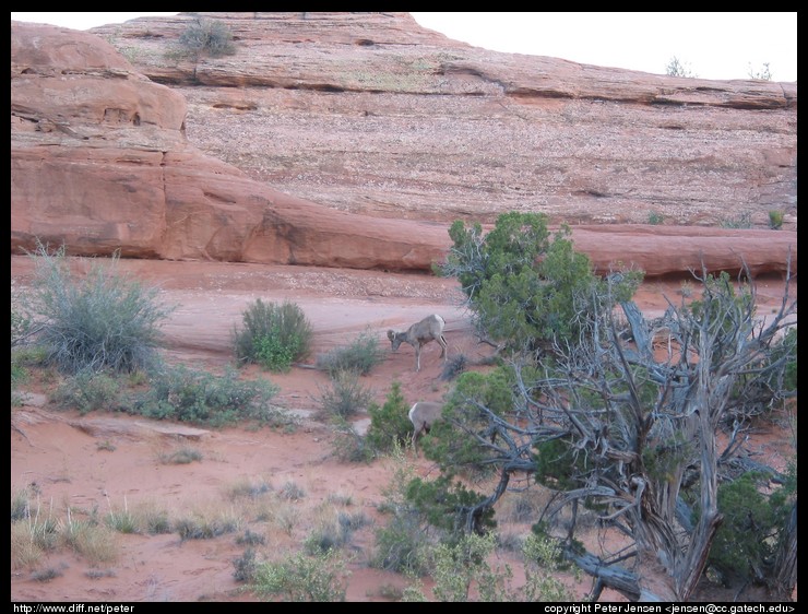 Rocky Mountain goat-like things grazing