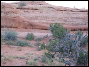 Rocky Mountain goat-like things grazing