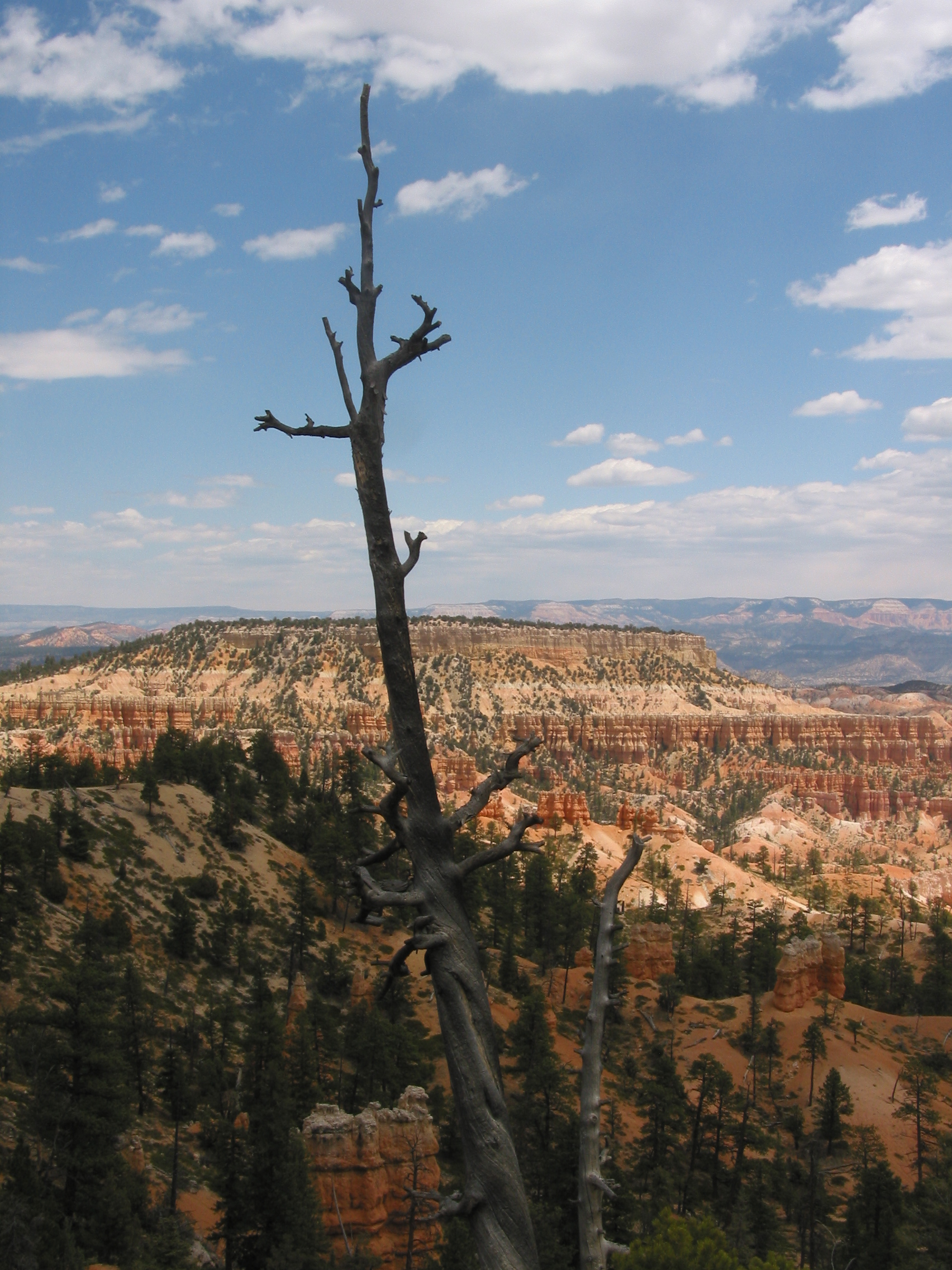 view from Bryce