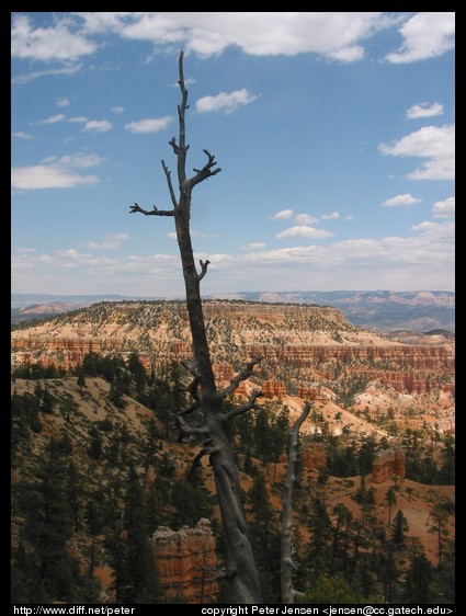 view from Bryce