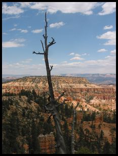 view from Bryce