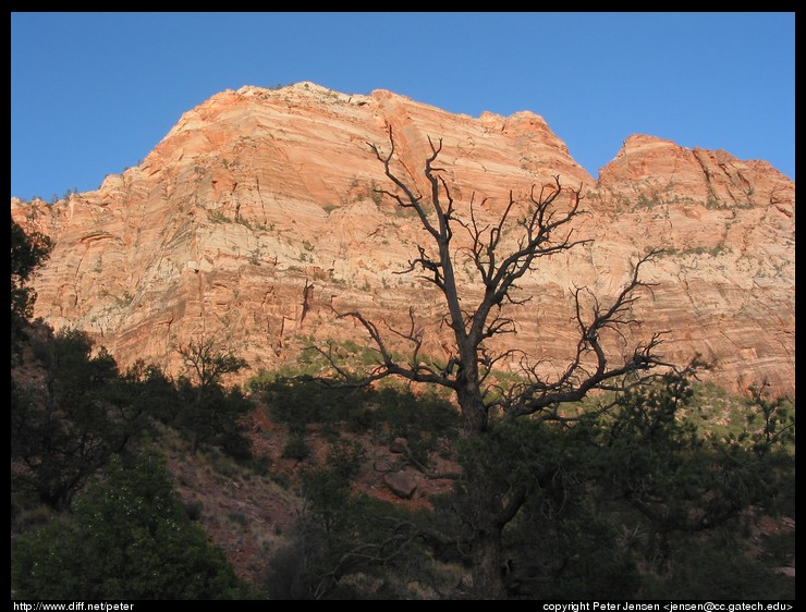 neat tree