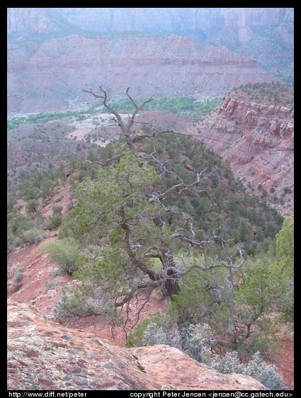 neat tree