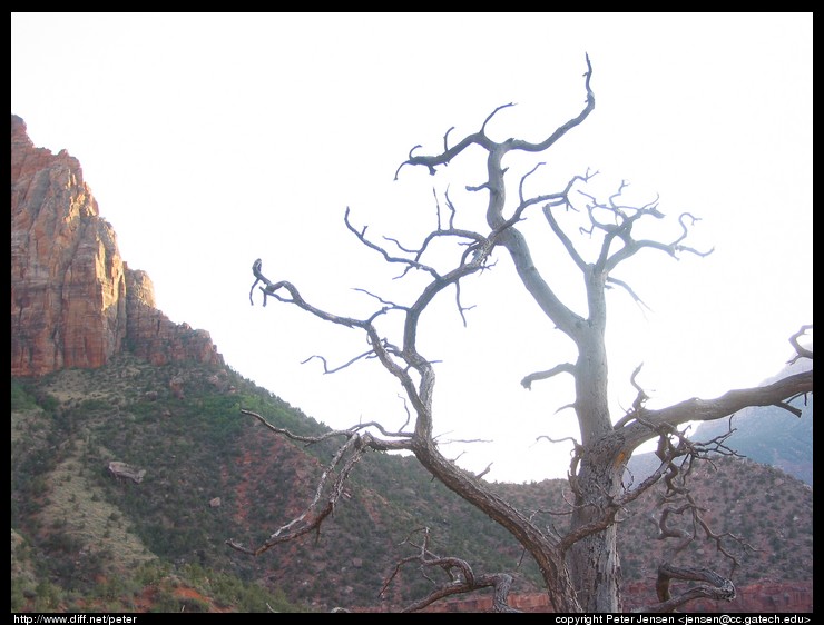 wrong visualization of neat tree