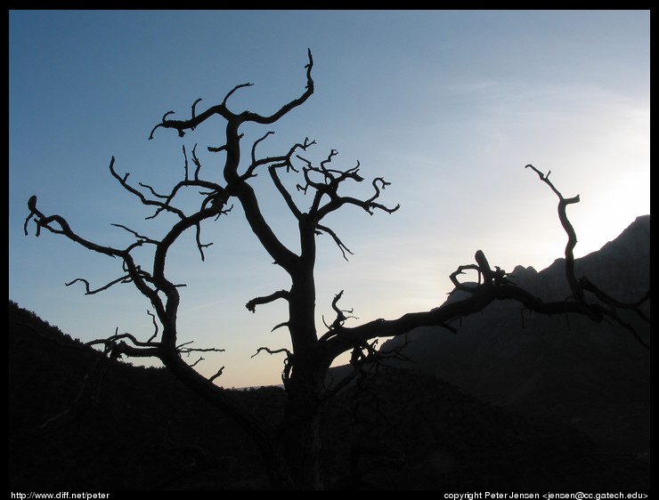 neat tree silhouette