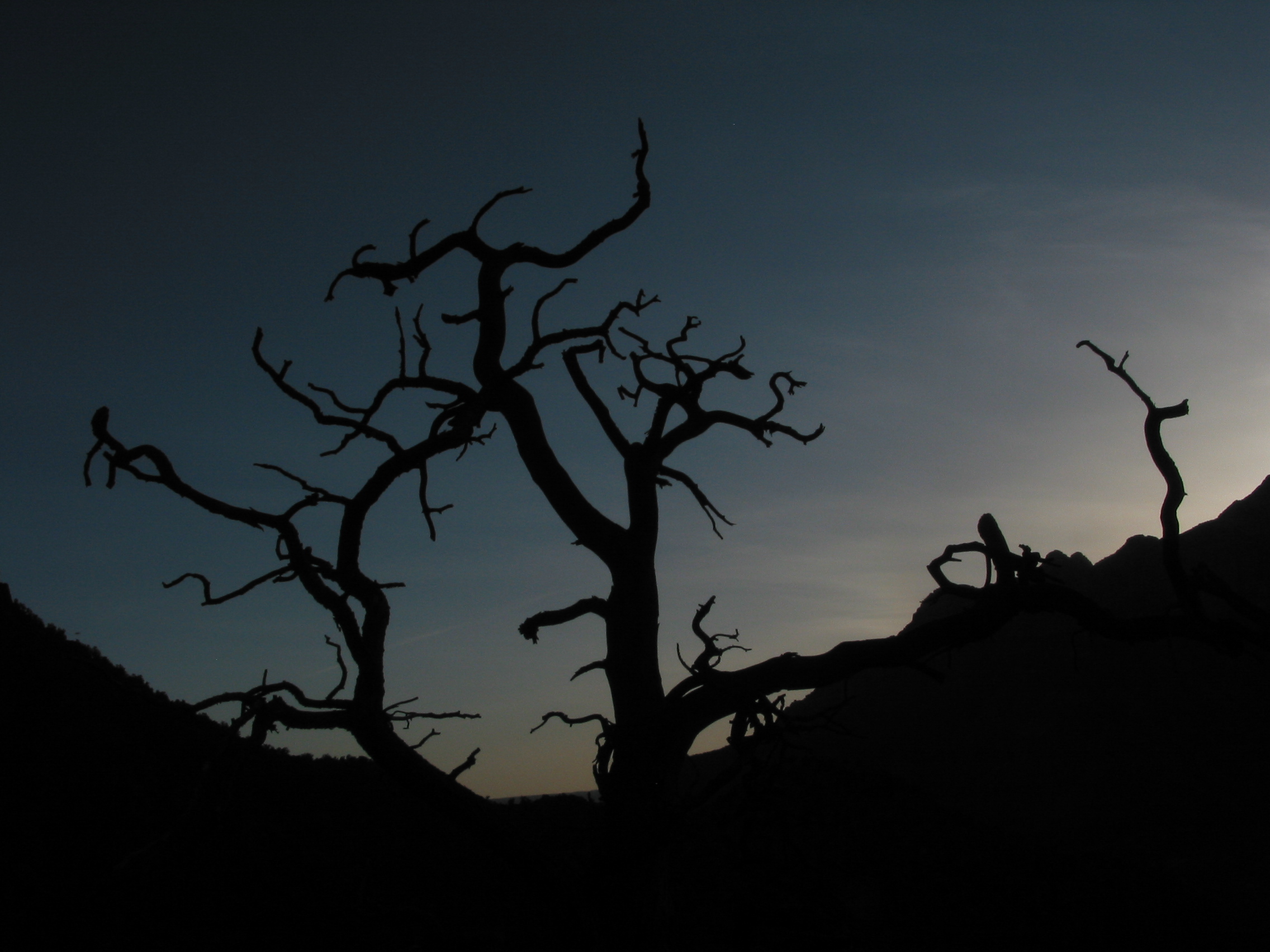 neat tree silhouette