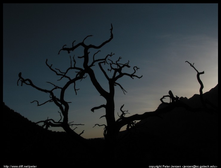 neat tree silhouette