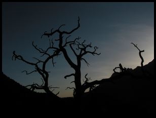 neat tree silhouette