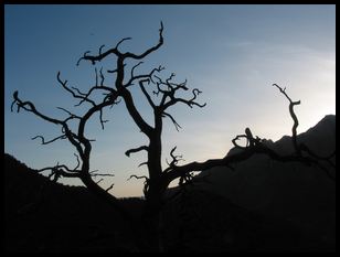 neat tree silhouette