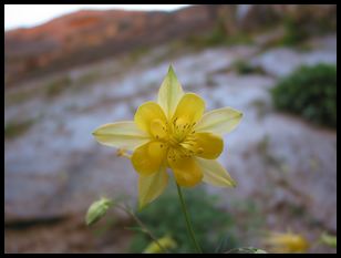 flower (looking up the canyon wall)