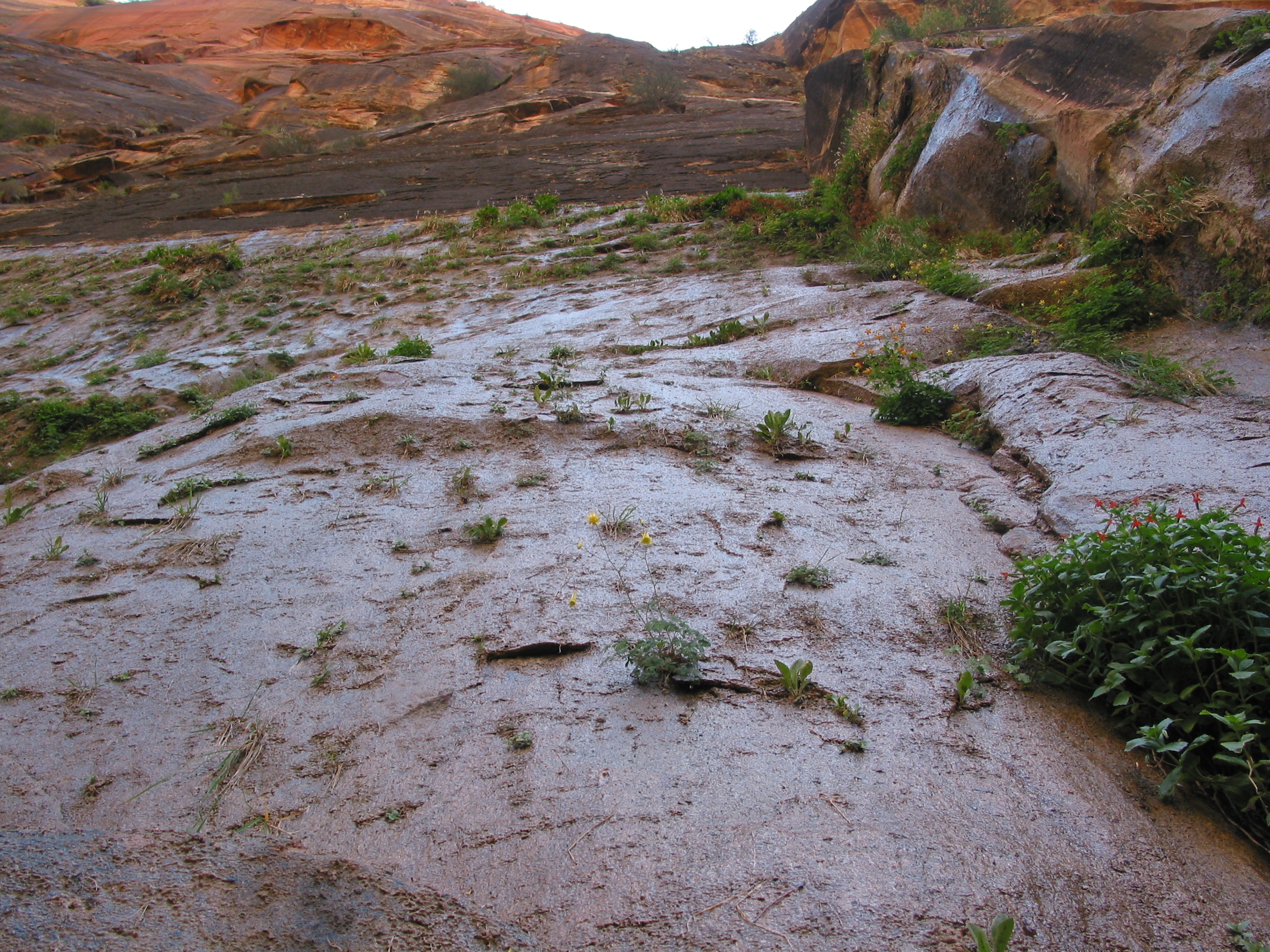 looking up the canyon wall