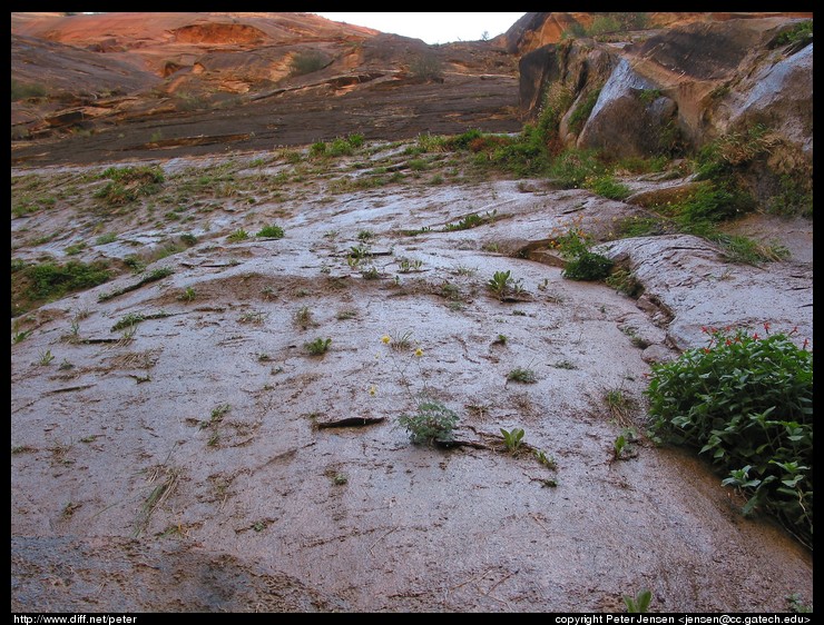 looking up the canyon wall