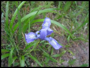 neat flower