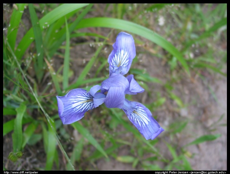 neat flower