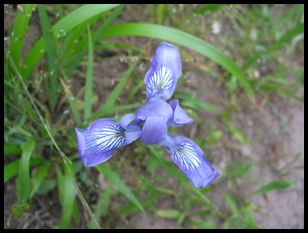 neat flower