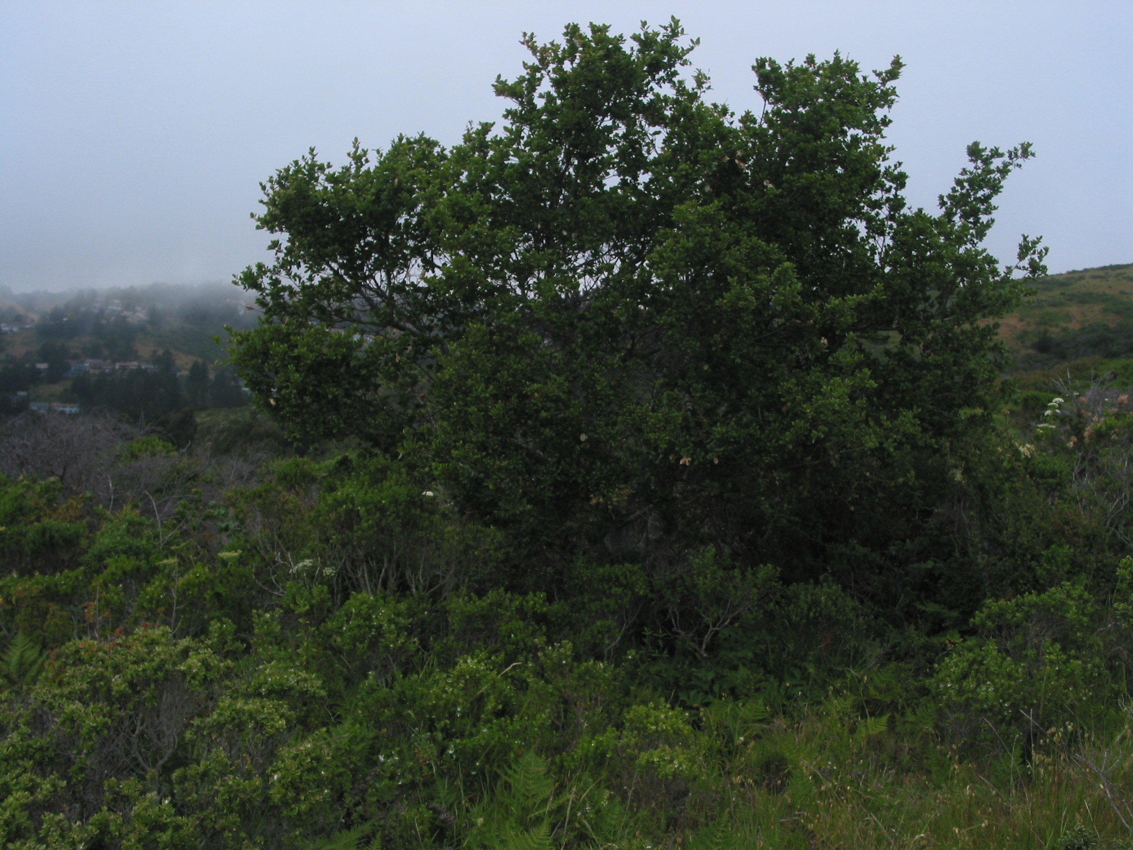 large tree