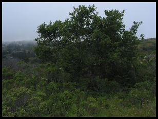 large tree