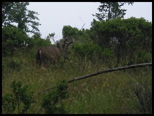 deer we almost ran into