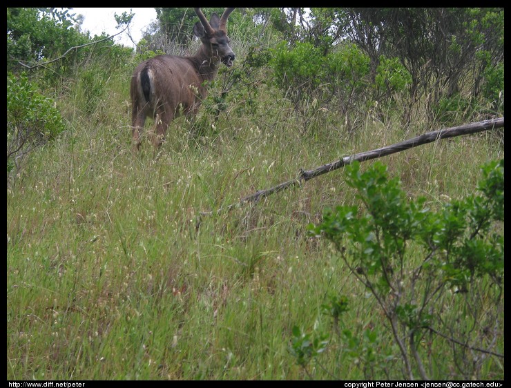 deer we almost ran into