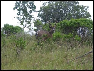 deer we almost ran into