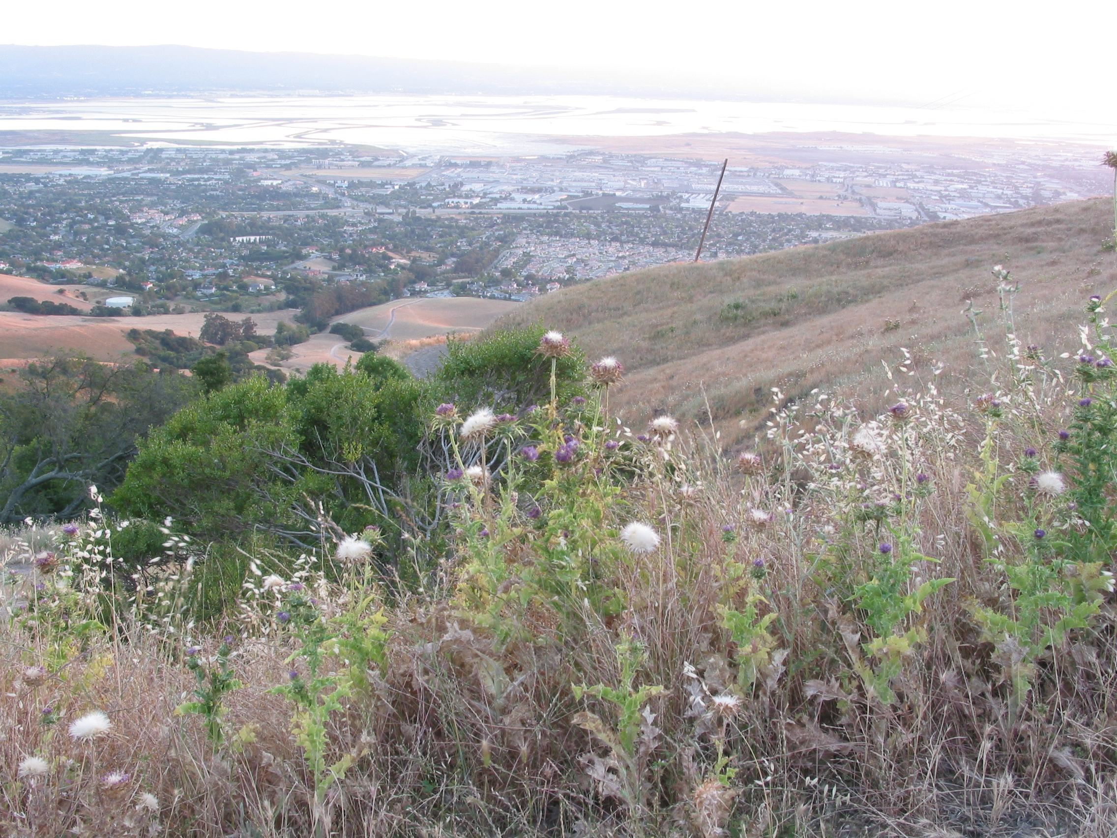 thistles and overexposed bay