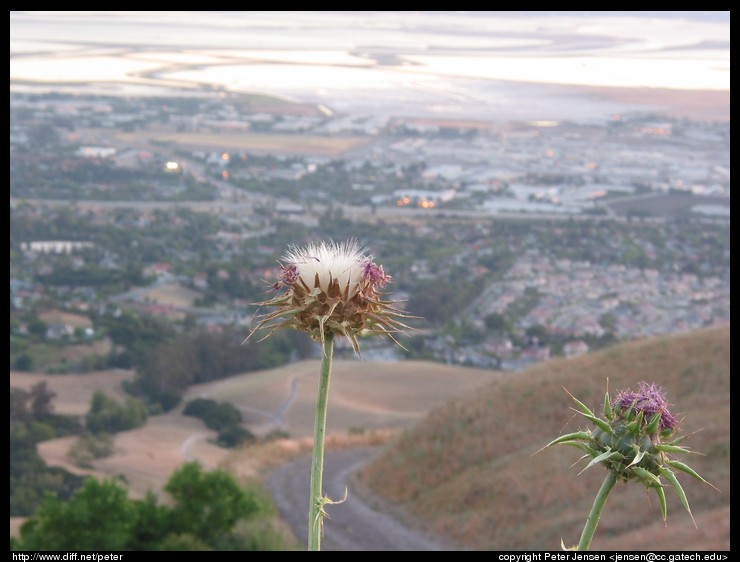 thistle