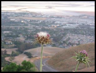 thistle