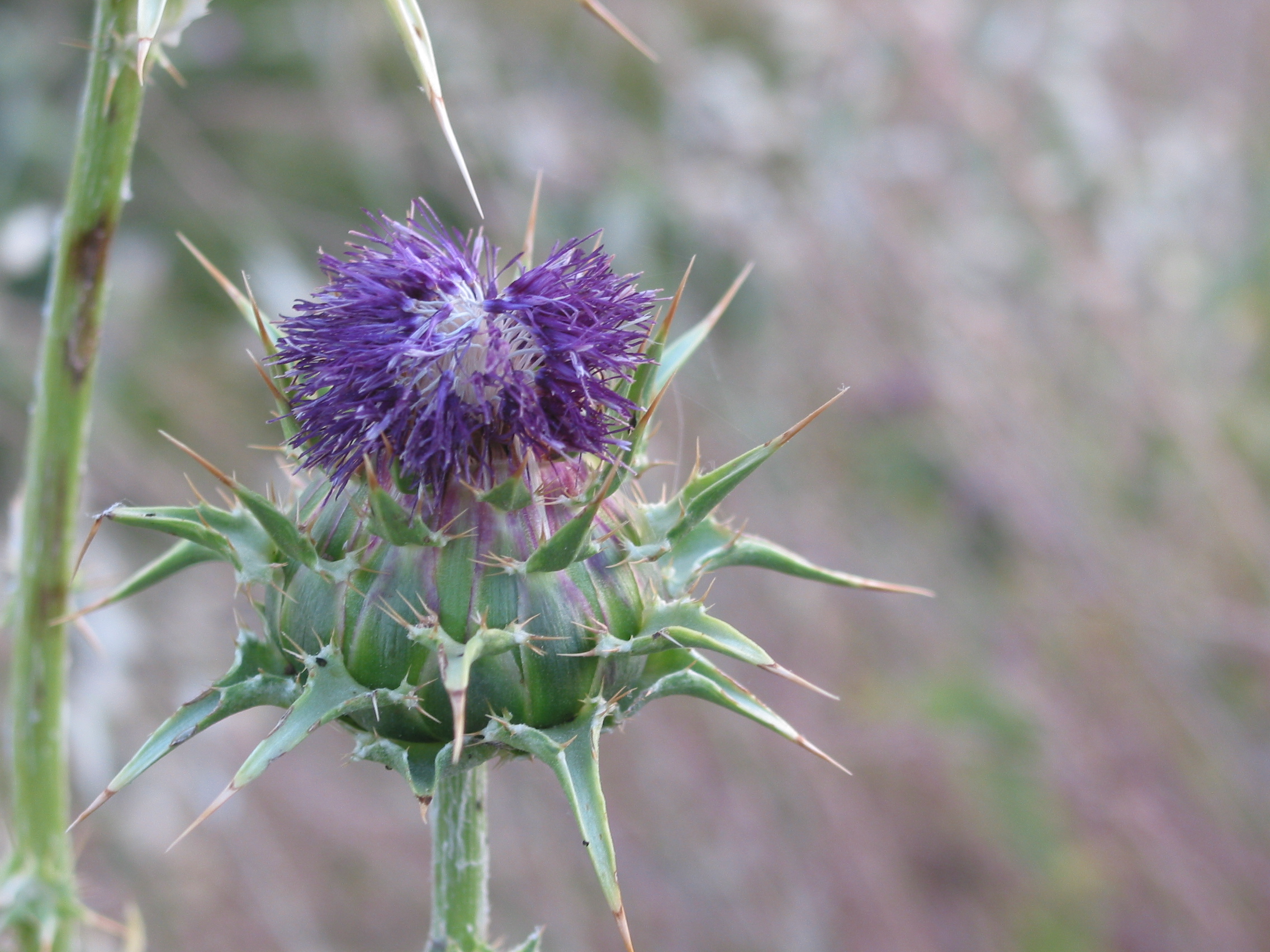 thistle macro
