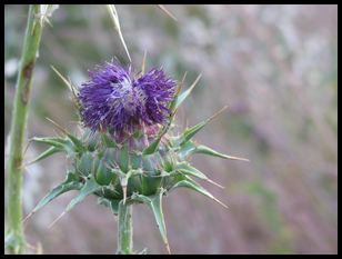 thistle macro