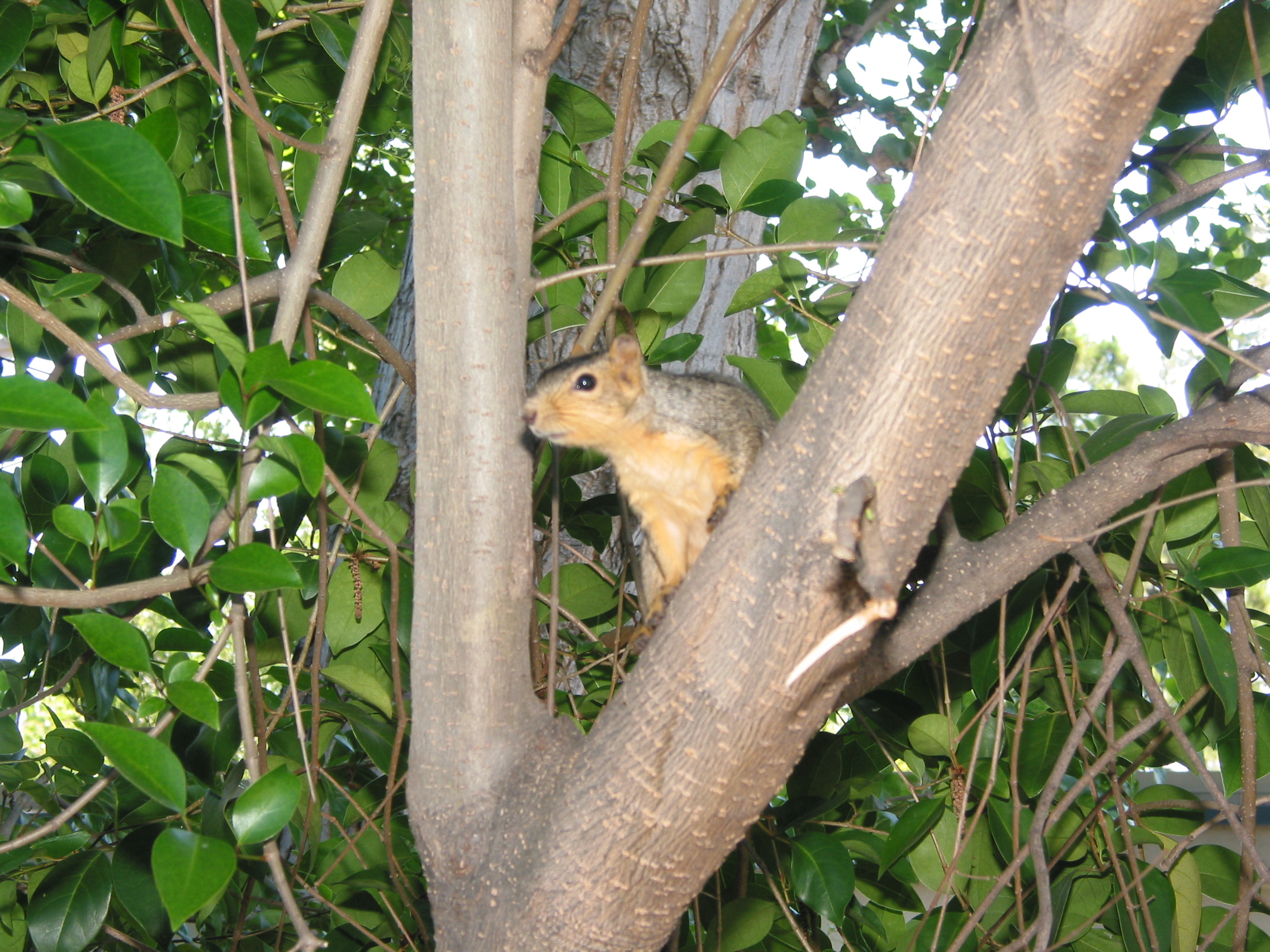 squirrel