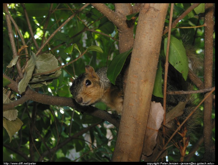 squirrel