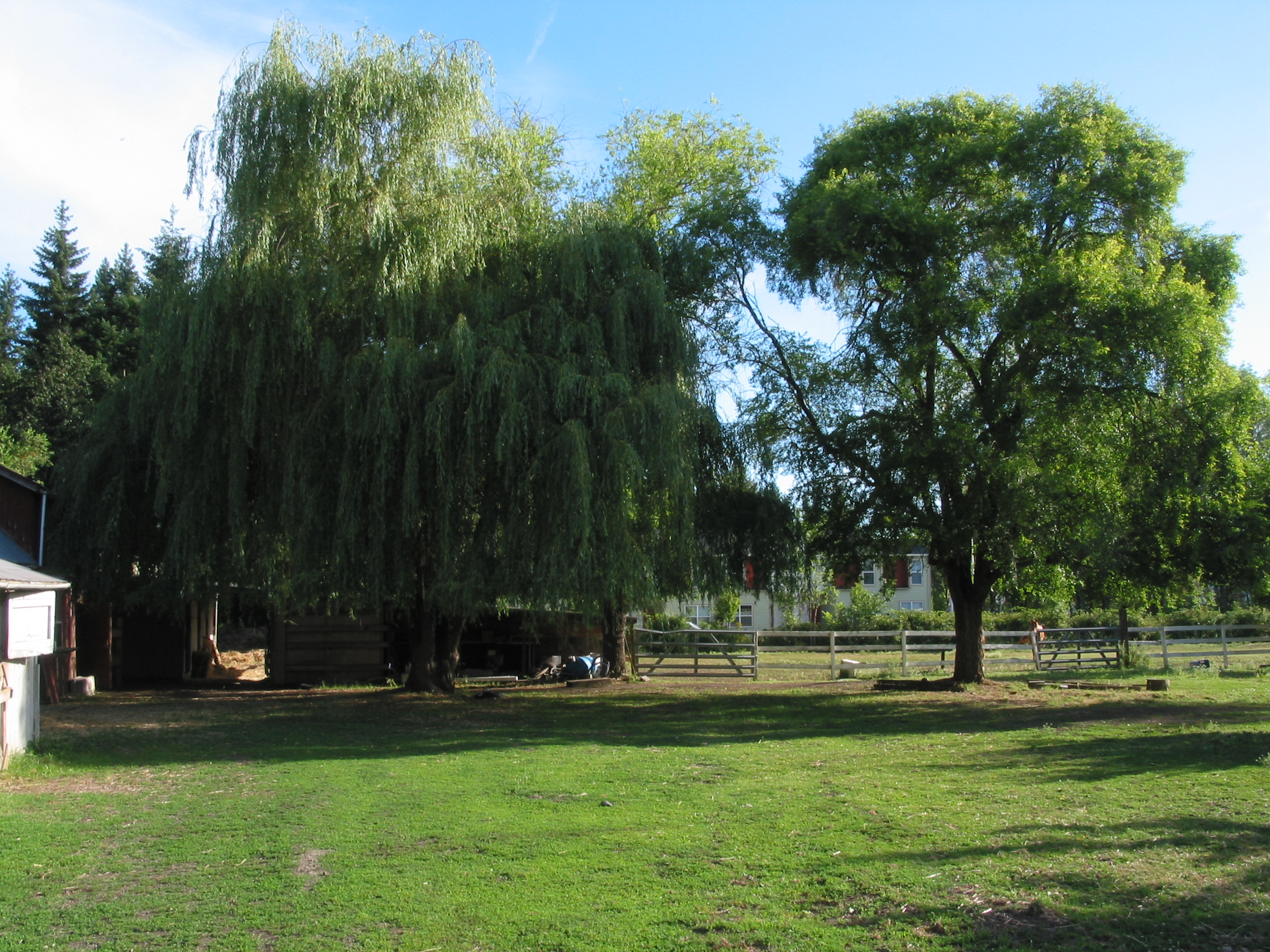 looks like a weeping willow