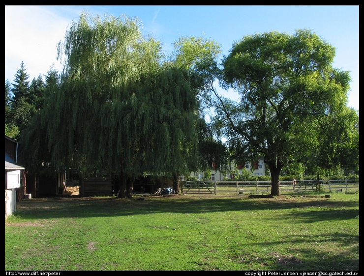 looks like a weeping willow